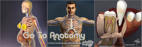 Human Anatomy Detailed 3D Models for Professional Use